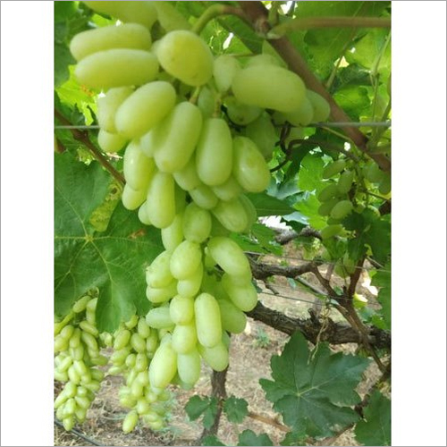Seedless Grapes