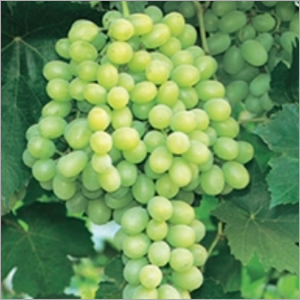 Thompson Seedless Grapes